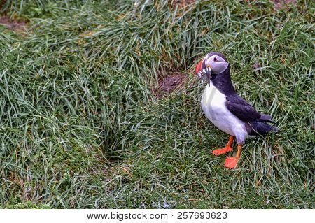Puffins At  Borgarfjördur Eystri Fjord Marina, Iceland
