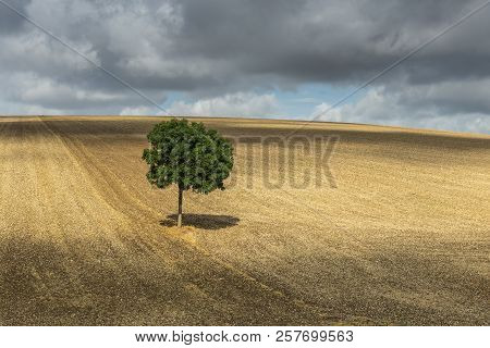 Lonely Tree  With Shadow On A Derelict Field Near Auxerre In France.