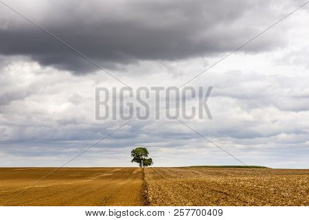 Lonely Tree  With Clouds On A Derelict Field Near Auxerre In France.
