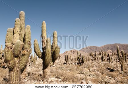 Field Of Cardon Cactus - North Argentina