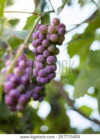 Close-up Of Bunches Of Ripe Red Wine Grapes On Vine, Harvest
