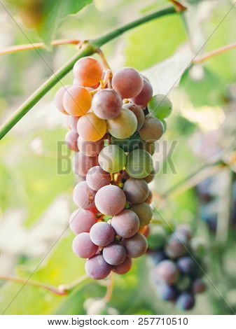 Close-up Of Bunches Of Ripe Red Wine Grapes On Vine, Harvest