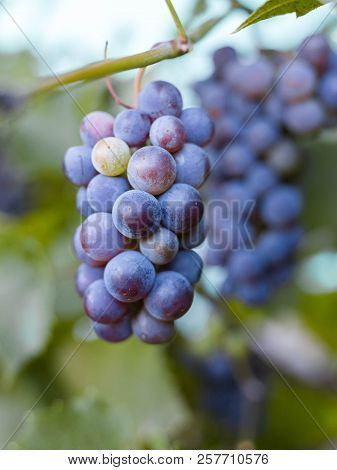 Close-up Of Bunches Of Ripe Red Wine Grapes On Vine, Harvest