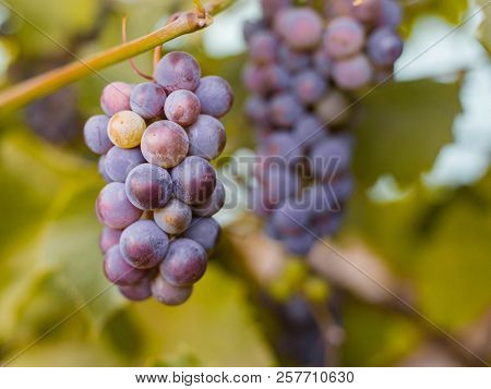 Close-up Of Bunches Of Ripe Red Wine Grapes On Vine, Harvest
