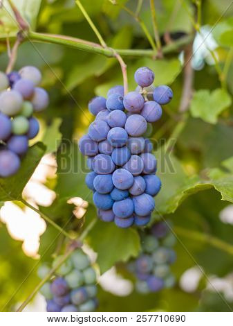 Close-up Of Bunches Of Ripe Red Wine Grapes On Vine, Harvest