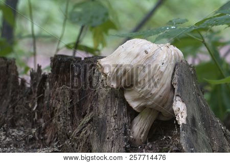 Pluteus Sp. Mushroom On An Old Stub