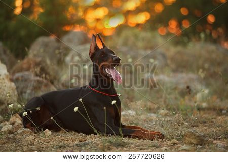 Dog Breed Doberman On A Walk At Sunset