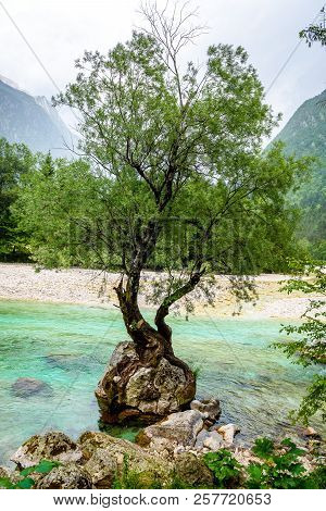 Tree Growing From A Rock On The River In Slovenia.