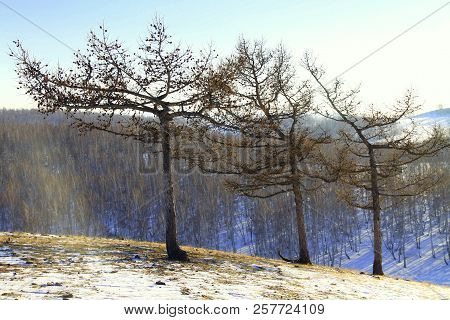 Fabulous Trees From The Fairy Tale Story