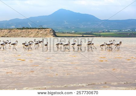 Group Of Flamingos At The Salk Lake In Larnaca, Cyprus.