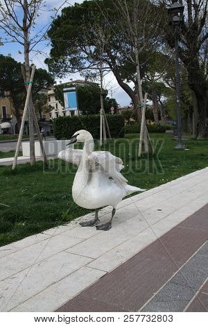 Fabulous Swan Walking Near The Garda Lake