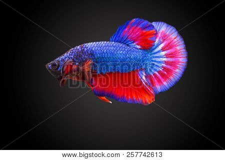 Siamese Fighting Fish