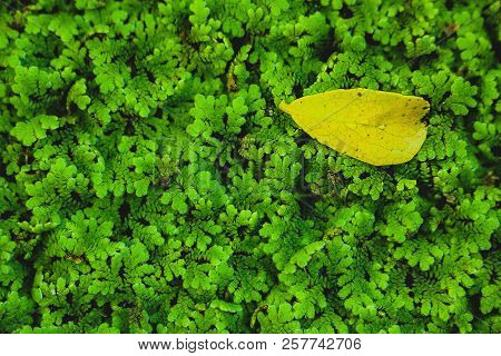The Yellow Leaf Failled On The Green Moss Pattern Texture