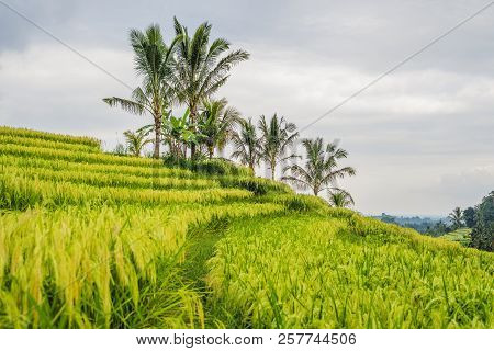 Beautiful Jatiluwih Rice Terraces Against The Background Of Famous Volcanoes In Bali, Indonesia