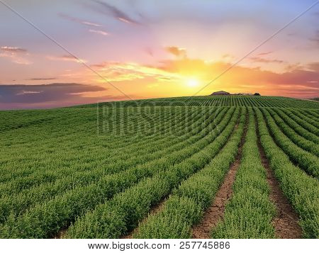 Basil Crops At Sunrise. Dipsacum (teasel) Flower In Coriano, Emilia Romagna Countryside, Italy