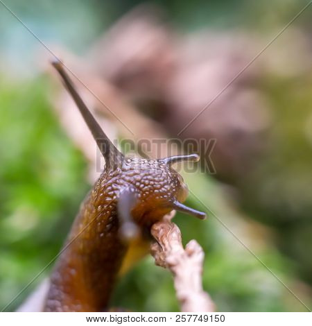 Snail With Antennas Out With No Shell Visible