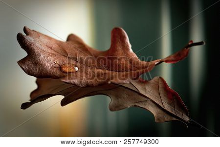 Close-up Drop Of Water On Dry Oak Feaf On Mirror Surface With Reflection. Beautiful Blurred Autumn B