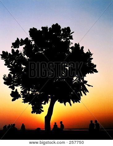 Tree Silhouette