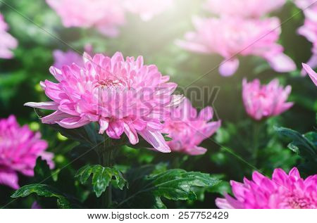 Pink Chrysanthemum Flower In Garden,