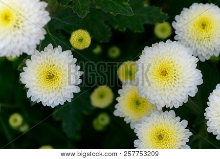White Chrysanthemum Flower With Yellow Center On Top View,