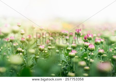 Flower Bud Of Pink Chrysanthemum Flower In Garden