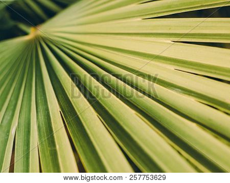 Texture Of Green Palm Leaf, Livistona Rotundifolia Palm Tree, Retro Filr