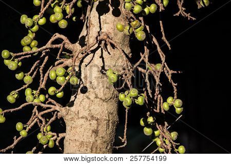 Ficus Hispida Linn Or Ficus Tinctoria Fruits Are Growing On The Branches Of The Tree In Nature Garde