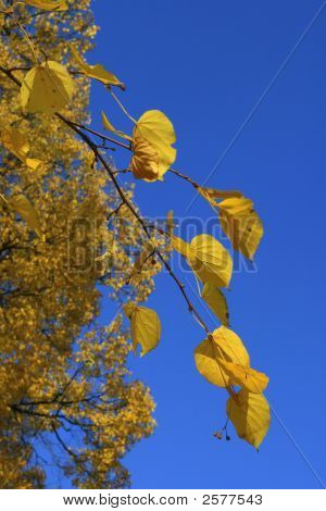 Blå himmel med gyldne træ
