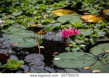 Moscow. Pharmacy Planting (aptekarskiy Ogorod) Small Pond With Aquatic Plants