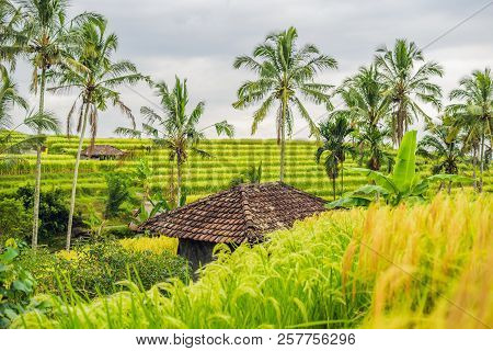 Beautiful Jatiluwih Rice Terraces Against The Background Of Famous Volcanoes In Bali, Indonesia