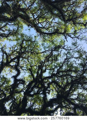 The Patterned Texture Of Foliage Under Tree, In Hot And Sunny Day In The Tropical Country.