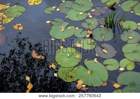 Moscow. Pharmacy Planting (aptekarskiy Ogorod) Small Pond With Aquatic Plants