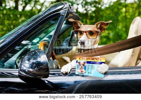 Jack Russell Dog In A Car Close To The Steering Wheel, Ready To Drive Fast And Save , With Seat Belt