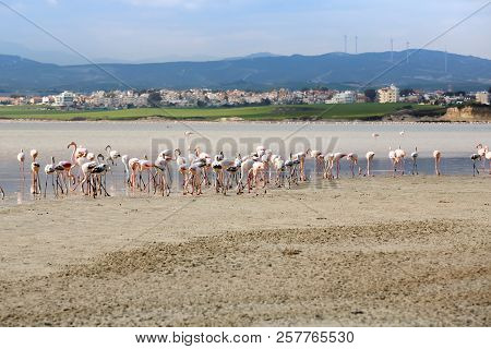 Group Of Flamingos At The Salk Lake In Larnaca, Cyprus.
