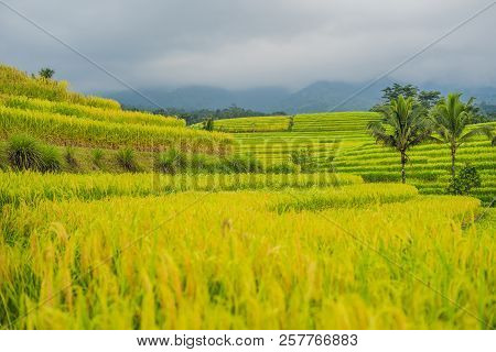 Beautiful Jatiluwih Rice Terraces Against The Background Of Famous Volcanoes In Bali, Indonesia