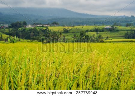 Beautiful Jatiluwih Rice Terraces Against The Background Of Famous Volcanoes In Bali, Indonesia