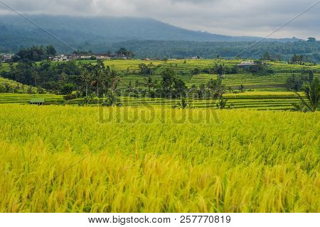 Beautiful Jatiluwih Rice Terraces Against The Background Of Famous Volcanoes In Bali, Indonesia