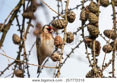 European Goldfinch (carduelis Carduelis) Perching On Larch Twig With Cones. Passerine Bird With Red 