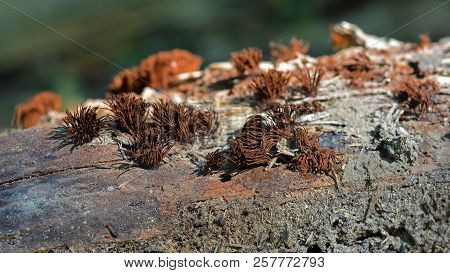 Stemonitis Splendens Slime Mold Known As The Chocolate Tube Slime