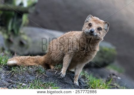 Close-up Portrait Of Yellow Mongoose (cynictis Penicillata) With Blurred Log In Background. Red Meer