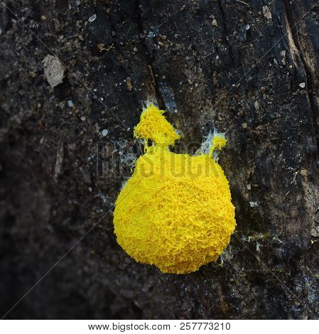 Fuligo Septica On Tree Stump, Known As Scrambled Egg Slime Or Dog Vomit Slime Mold