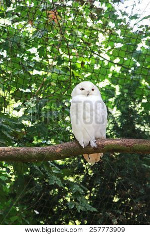 Pure White Snowy Owl Sitting On A Branch In An Aviary, Green Background