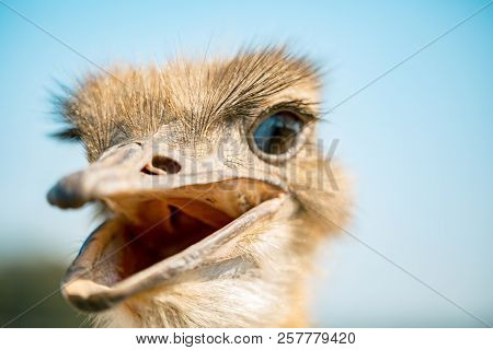 Ostrich Bird Head And Neck Front Portrait In The Park