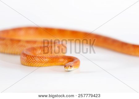 Beautiful Corn Snake Isolated On White Background