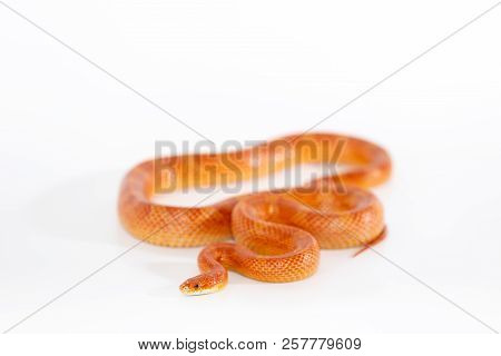Beautiful Corn Snake Isolated On White Background