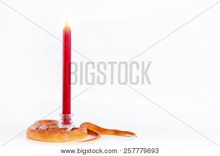 Beautiful Corn Snake Isolated On White Background
