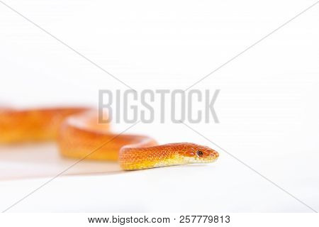 Beautiful Corn Snake Isolated On White Background