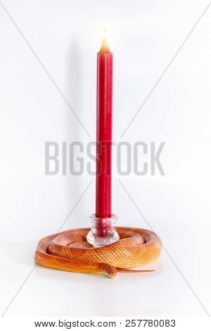 Beautiful Corn Snake Isolated On White Background