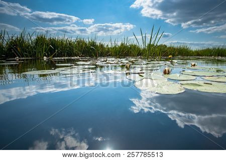 Water Lilies With Green Leaves Floating On The Mirrored Water Surface Of A Water Channel In The Hola