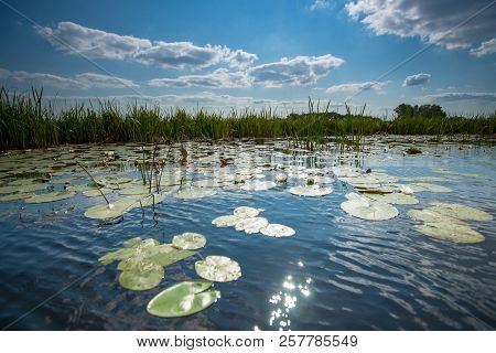 Water Lilies With Green Leaves Floating On The Mirrored Water Surface Of A Water Channel In The Hola